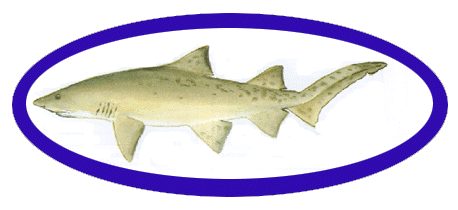 sandtigershark.GIF (26523 bytes)