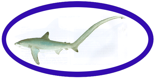 threashershark.GIF (34228 bytes)